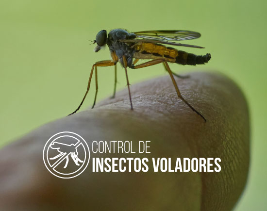 Fumigacionesleo Control De Insectos Voladores 1