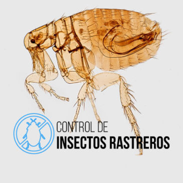 Control de Insectos rastreros