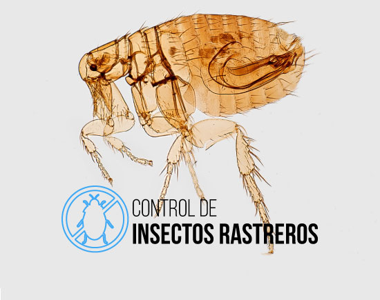 Fumigacionesleo Control De Rastreros 1