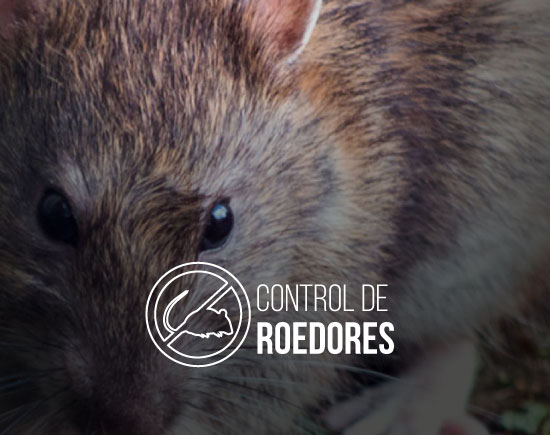 Fumigacionesleo Control De Roedores 1